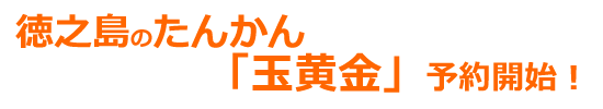 徳之島のたんかん「玉黄金」予約開始