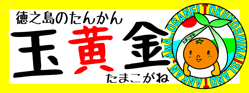 徳之島のたんかん玉黄金