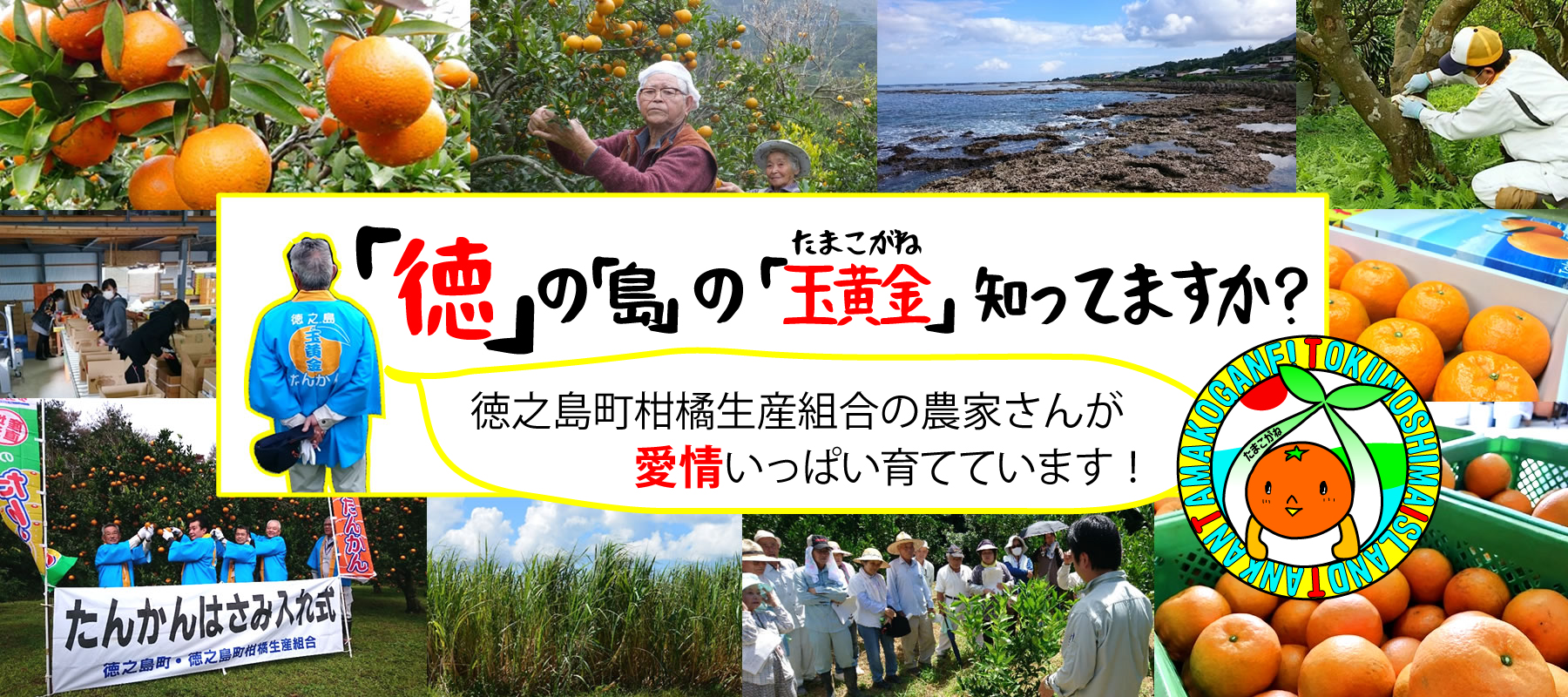 徳之島のたんかん「玉黄金」