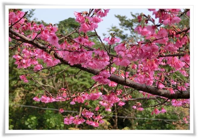冬の徳之島　桜